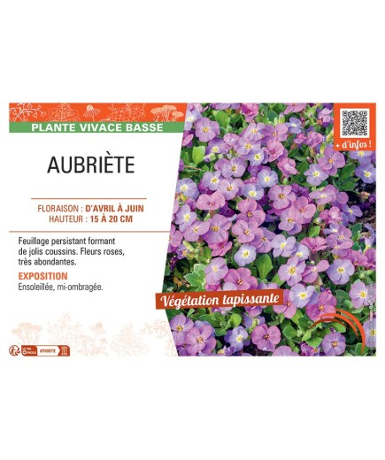AUBRIETE (rose)