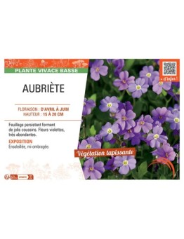 AUBRIETE (violette)