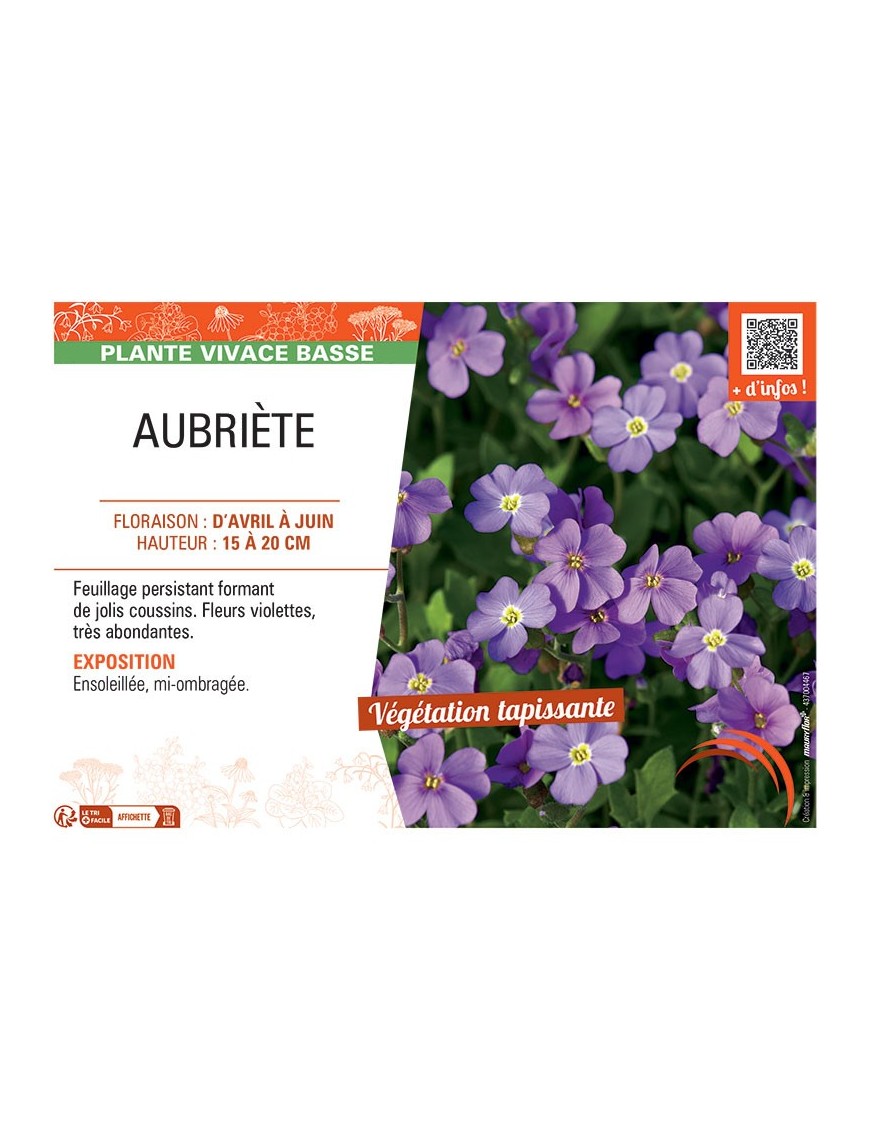 AUBRIETE (violette)