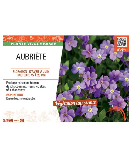 AUBRIETE (violette)