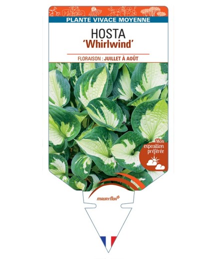 HOSTA Whirlwind