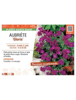 AUBRIETE GLORIA