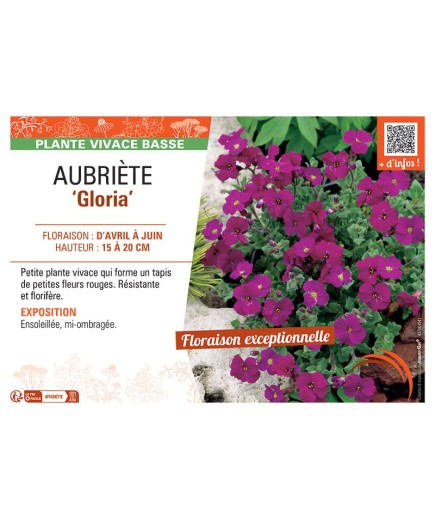 AUBRIETE GLORIA