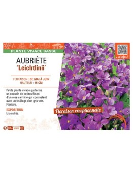 AUBRIETE LEICHTLINII