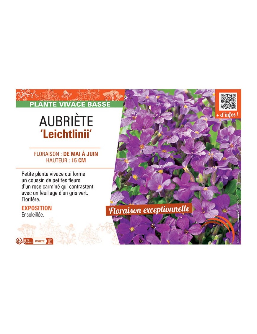 AUBRIETE LEICHTLINII