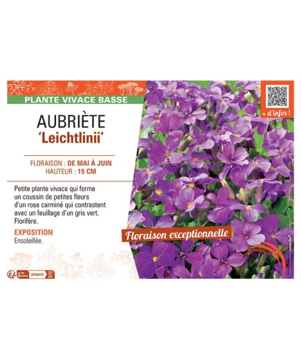 AUBRIETE LEICHTLINII