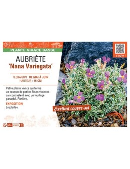 AUBRIETE NANA VARIEGATA