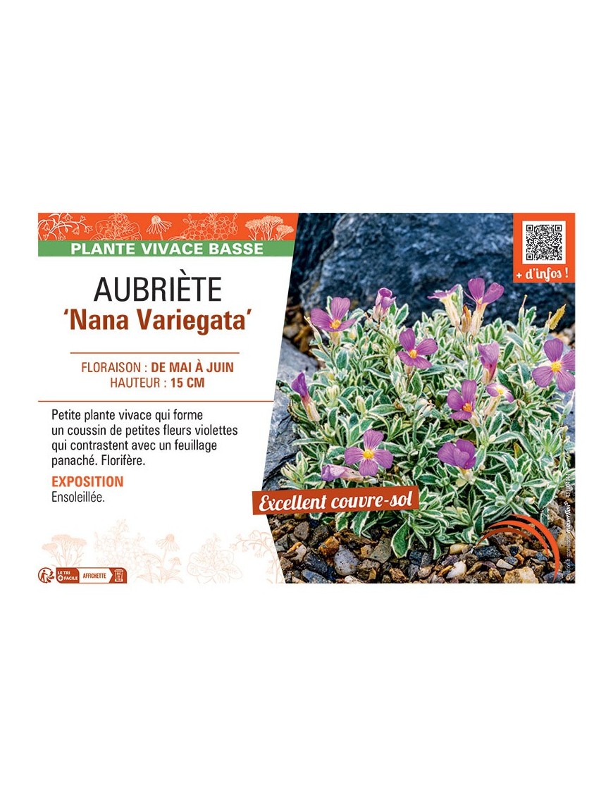 AUBRIETE NANA VARIEGATA
