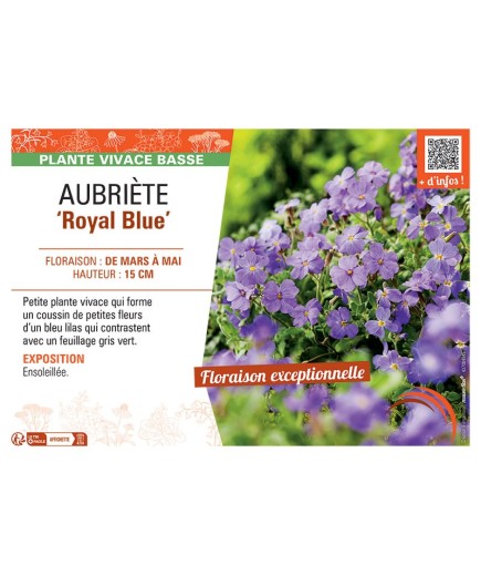 AUBRIETE ROYAL BLUE
