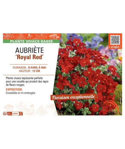 AUBRIETE ROYAL RED