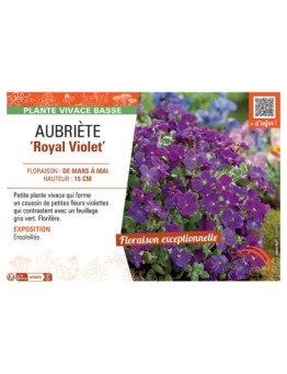 AUBRIETE ROYAL VIOLET