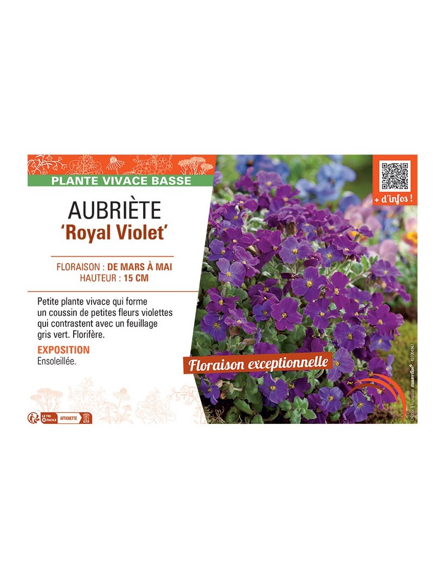AUBRIETE ROYAL VIOLET