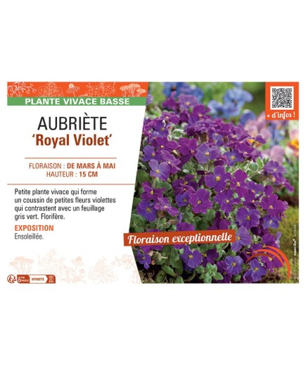 AUBRIETE ROYAL VIOLET
