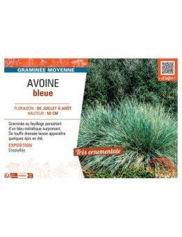 AVOINE BLEUE