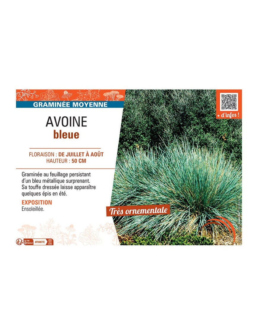 AVOINE BLEUE