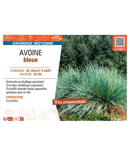 AVOINE BLEUE