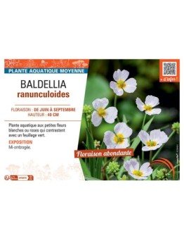 BALDELLIA RANUNCULOIDES