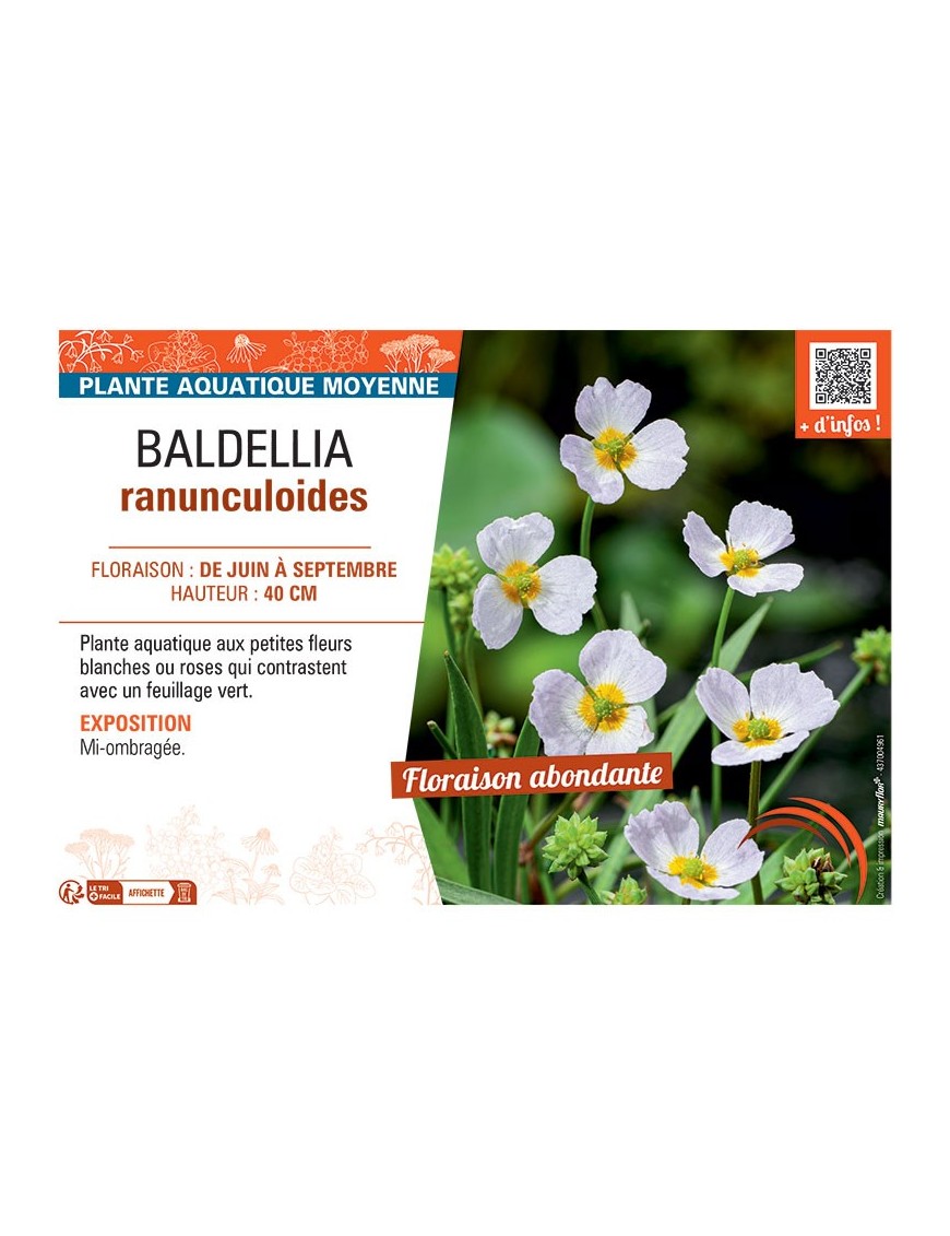 BALDELLIA RANUNCULOIDES