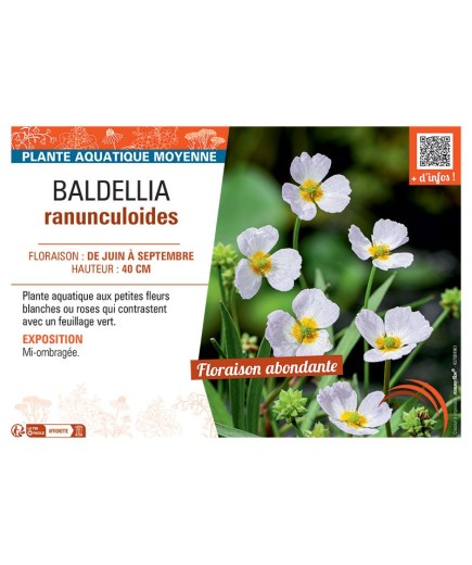BALDELLIA RANUNCULOIDES