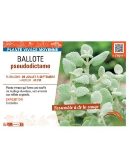 BALLOTE PSEUDODICTAME