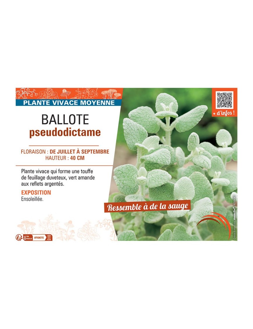 BALLOTE PSEUDODICTAME