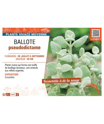 BALLOTE PSEUDODICTAME