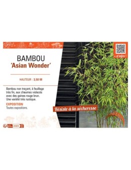 BAMBOU ASIAN WONDER