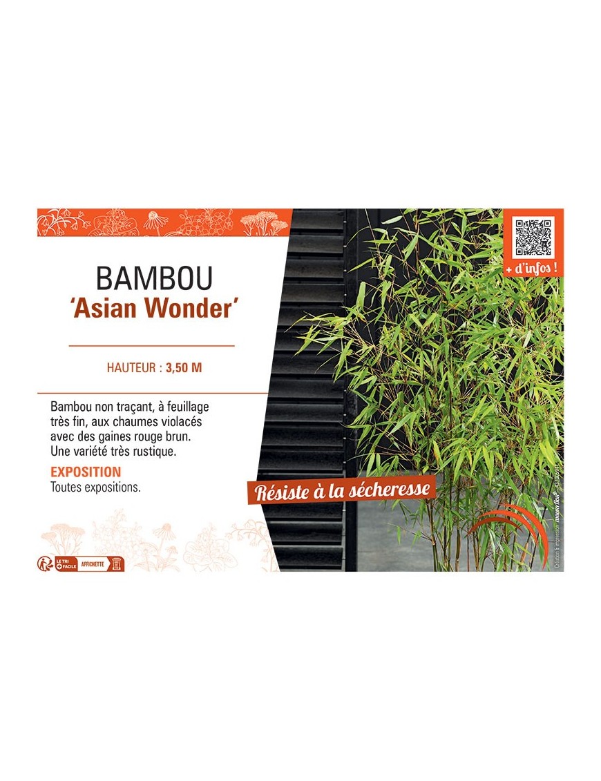 BAMBOU ASIAN WONDER