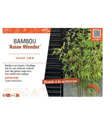 BAMBOU ASIAN WONDER
