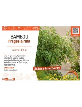 BAMBOU FARGESIA RUFA