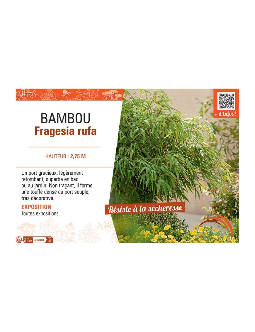 BAMBOU FARGESIA RUFA