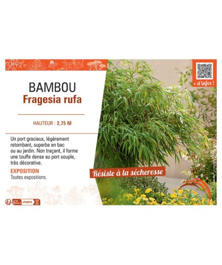 BAMBOU FARGESIA RUFA