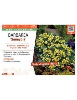BARBAREA SUNNYOLA