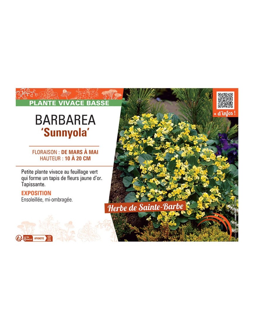BARBAREA SUNNYOLA