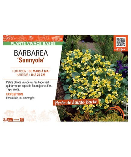 BARBAREA SUNNYOLA