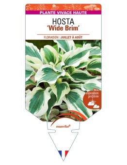 HOSTA Wide Brim