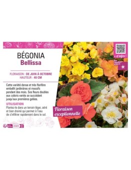 BEGONIA BELLISSA (Varié)