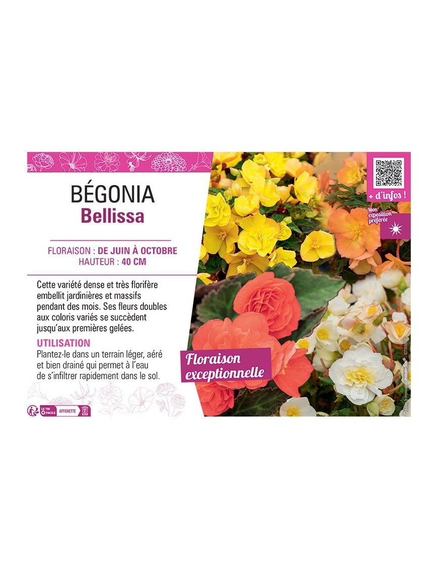 BEGONIA BELLISSA (Varié)