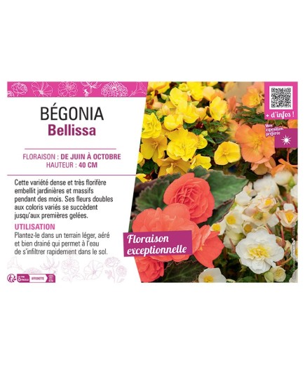 BEGONIA BELLISSA (Varié)