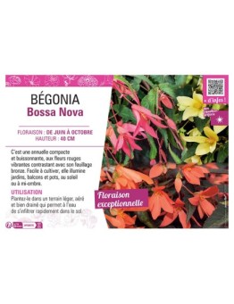 BEGONIA BOSSA NOVA (Varié)