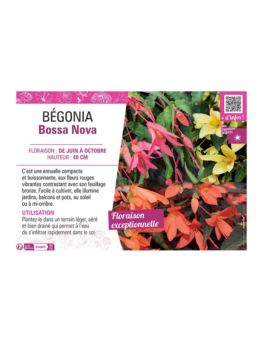 BEGONIA BOSSA NOVA (Varié)