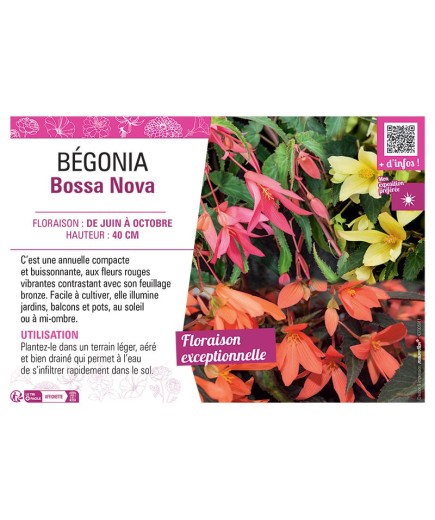 BEGONIA BOSSA NOVA (Varié)