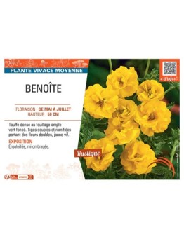 BENOITE (jaune)