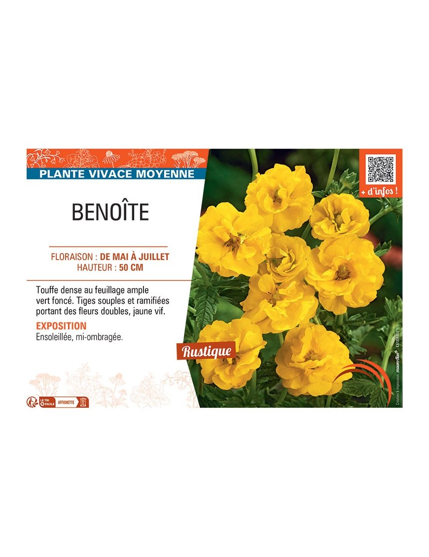 BENOITE (jaune)