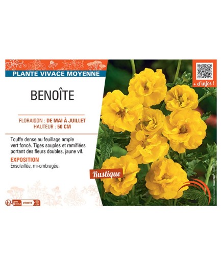 BENOITE (jaune)