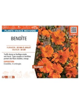 BENOITE (orange)