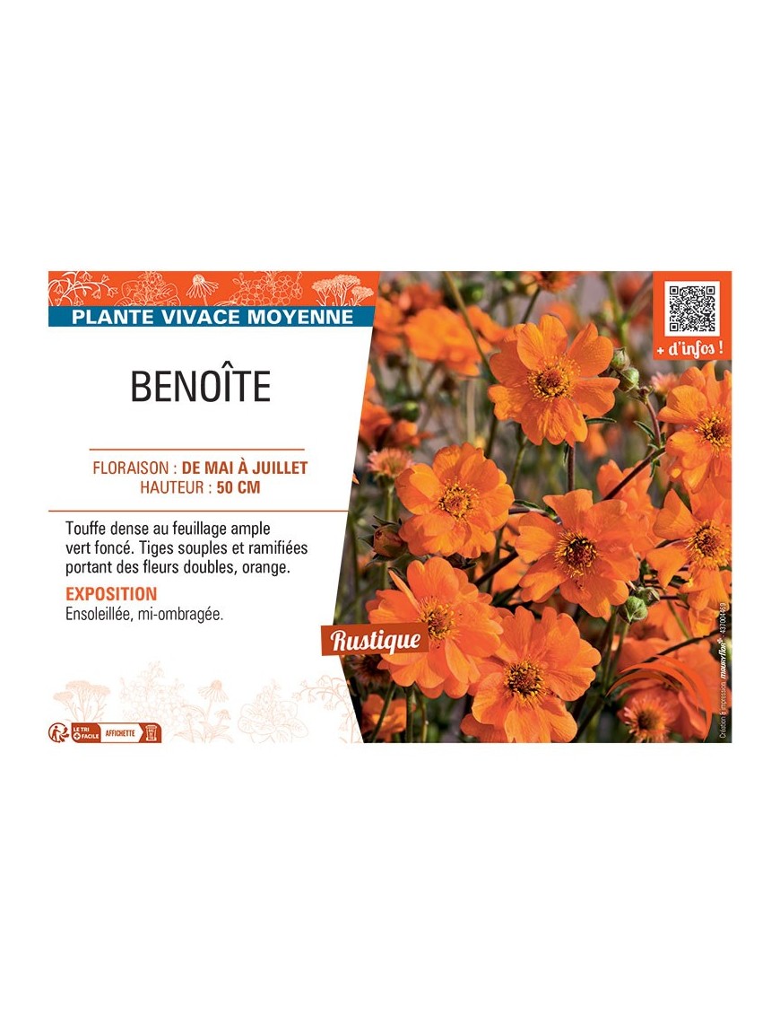 BENOITE (orange)