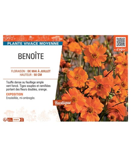 BENOITE (orange)