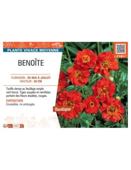 BENOITE (rouge)