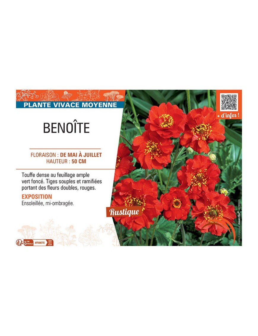 BENOITE (rouge)